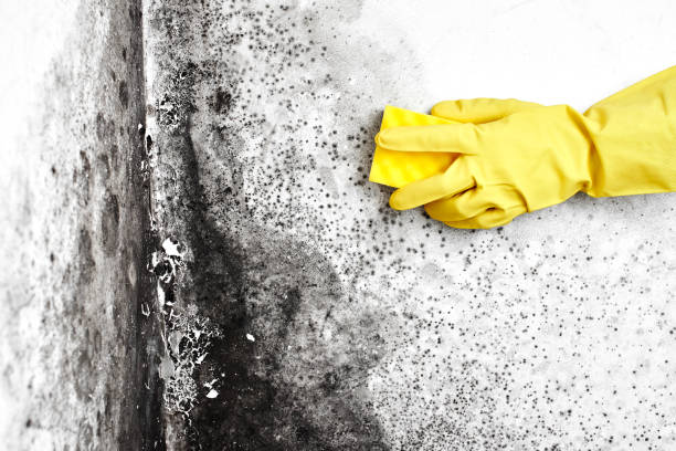 Trusted Tyler, TX Mold Removal Experts